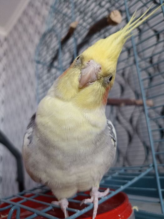 Попугай корелла с клеткой