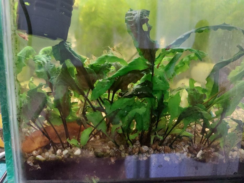 Аквариумное растение - Криптокарина