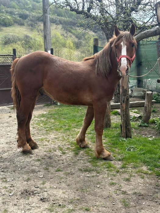 Vând un mânz cuminte