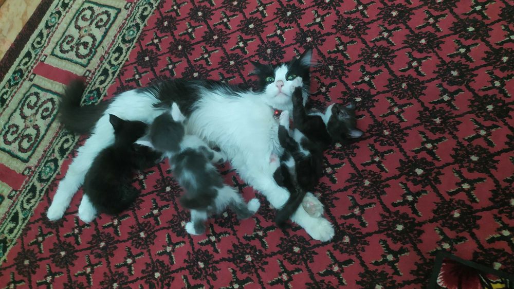 Uy mushugi 3 ta bolasi bor