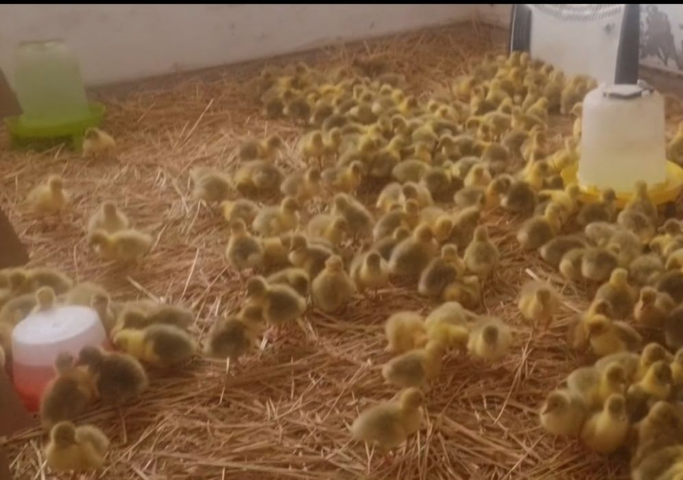 Vand Boboci de  Gasca