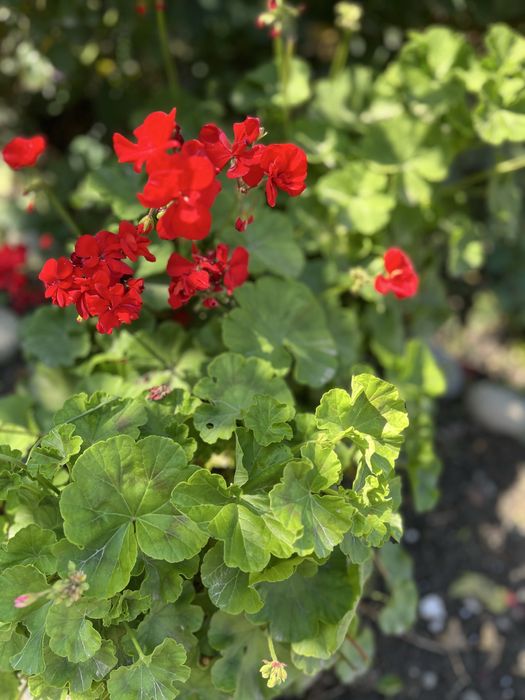 Продаются саженцы Герани