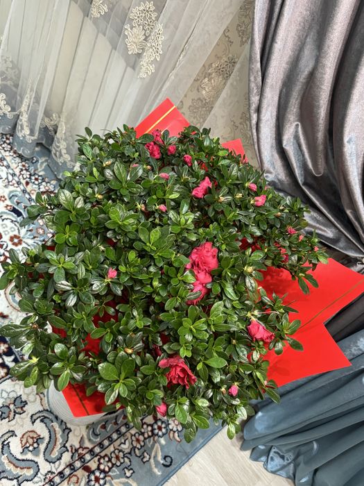 Азалия цветы свежий