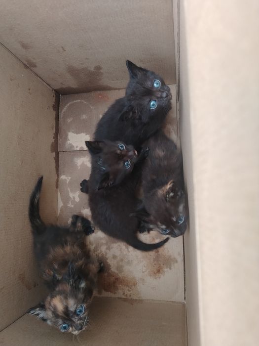Отдам котят в добрые руки