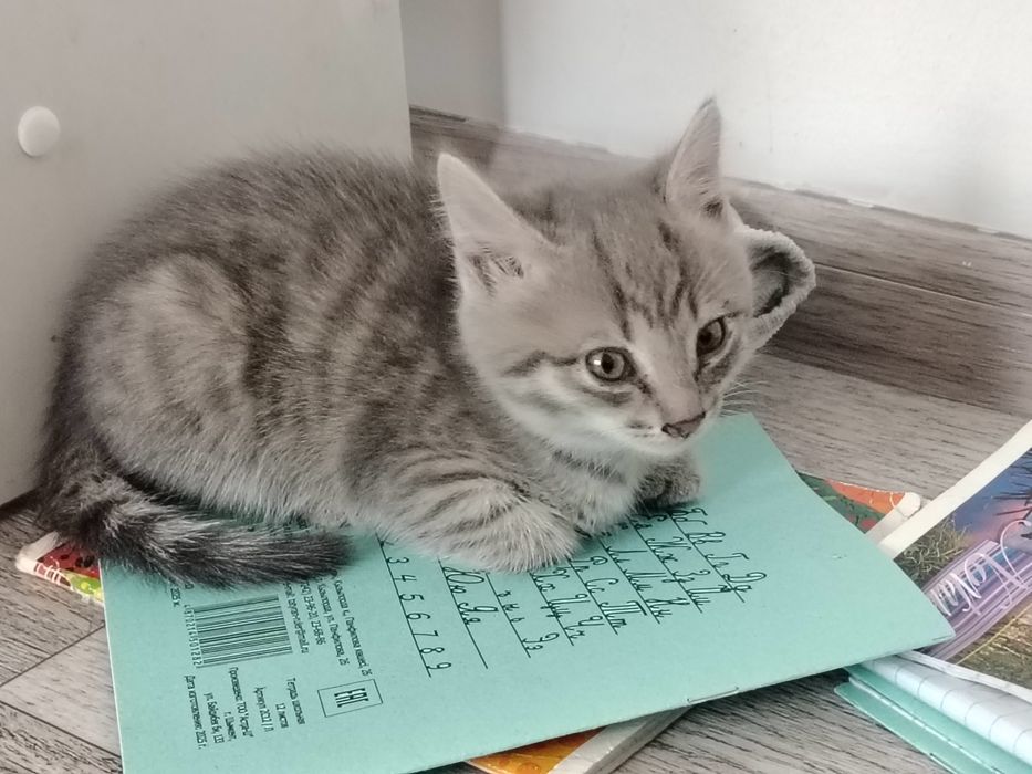 Котята отдам в хорошие руки