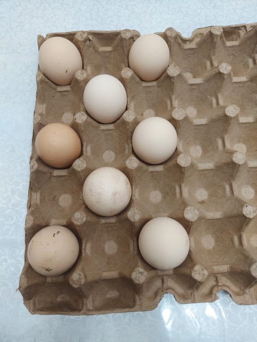 Дакан товукни тухумлари,бостириш учун