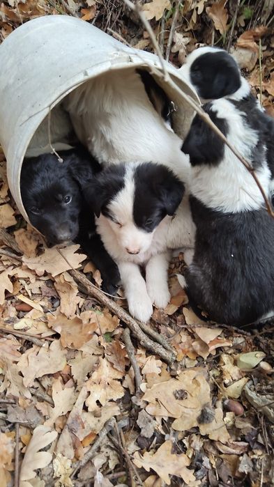 Caini pentru adoptie