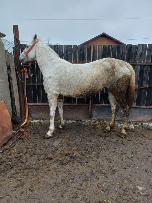 De vanzare iapa de 6 ani