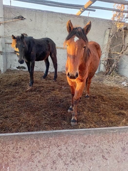 Продам лошадей молодняк