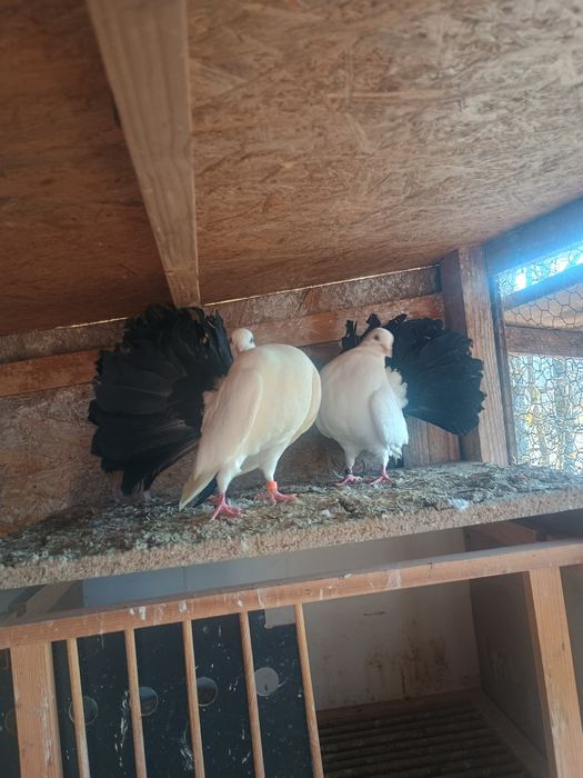 Porumbei voltati/pava coada neagra si rosie