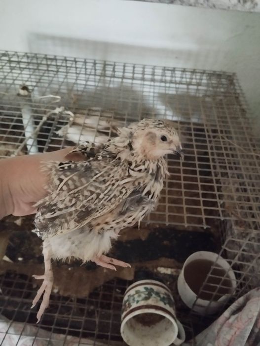 Бөдене . 9 штук  жаксы