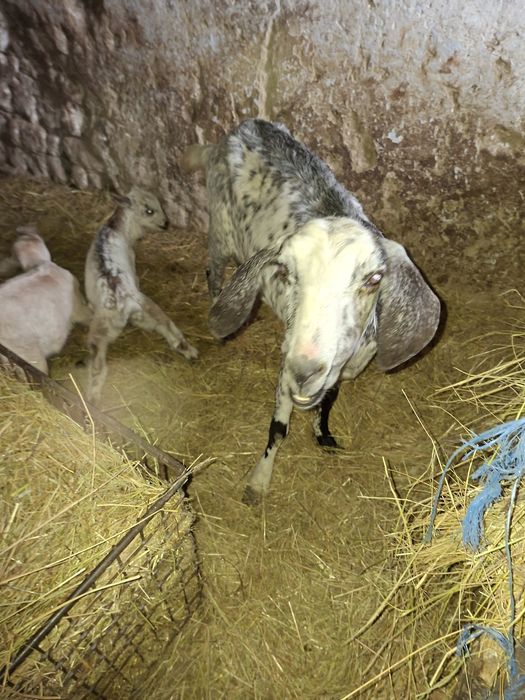 Capre anglonubian cu 2 iez