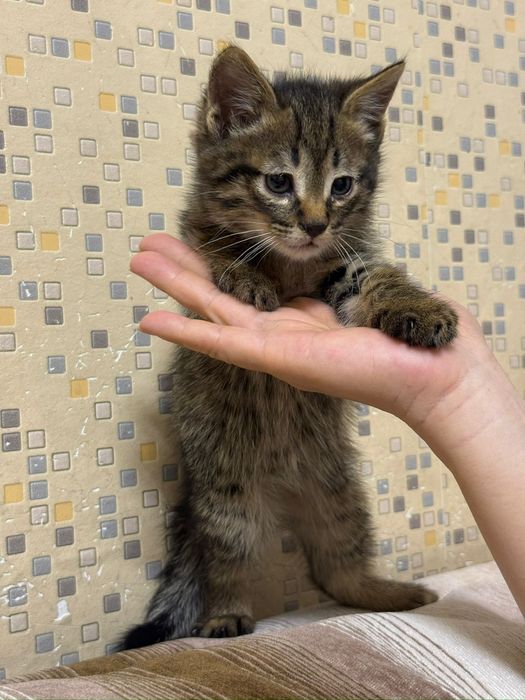 Котята- домашние,девочки