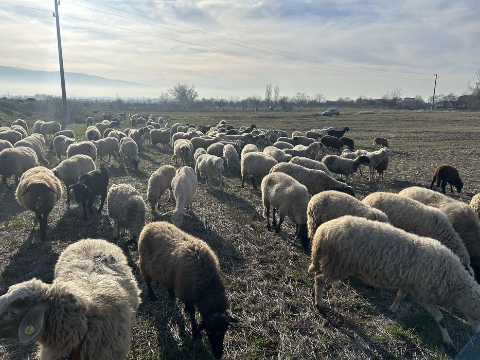 Продавам овце, агнета и шилета