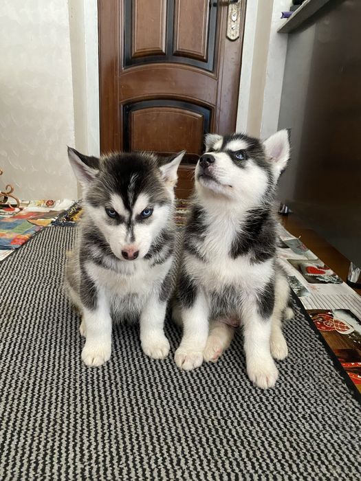 Сибириский Хаски чистакровний гарантия