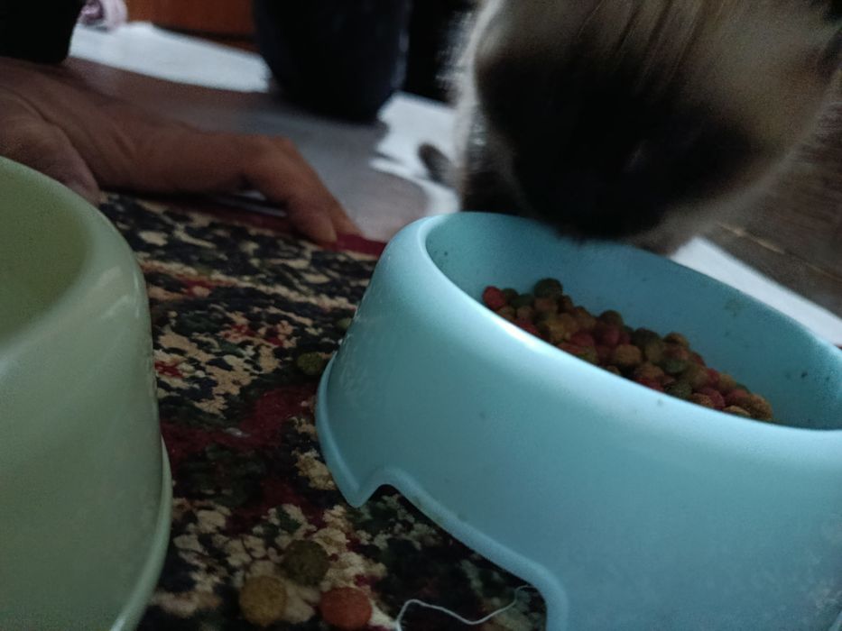 СИАМ зотли мушук сотилади...Ўғил бола..Соғлом Иштахаси зўр.