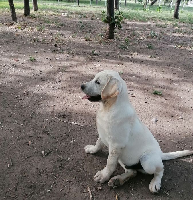 Labrador Retriever cu pedigree tip A