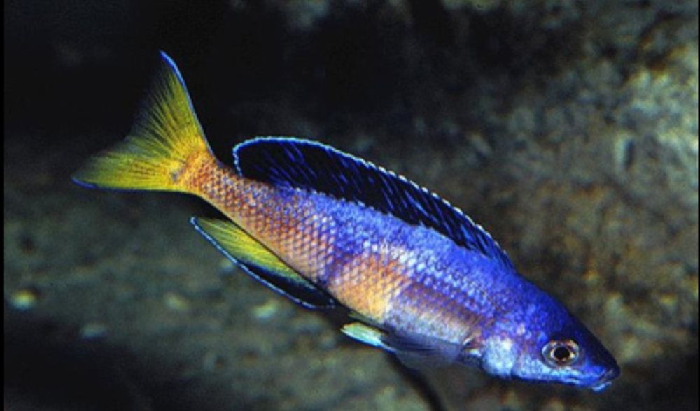 Аквариумни риби африкански цихлиди от езерото Танганика