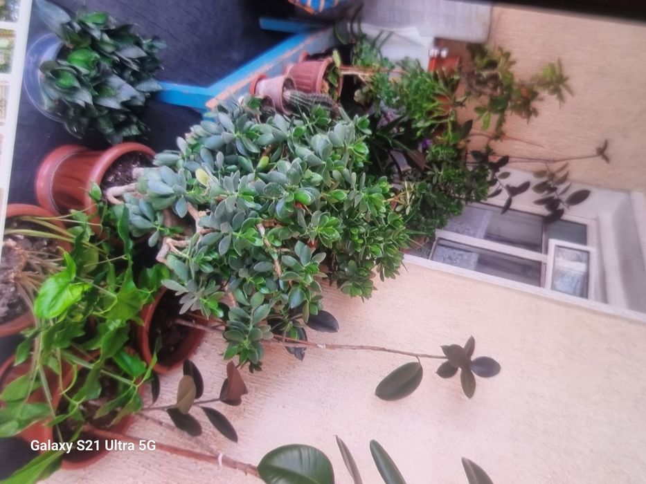 Комнатные растения