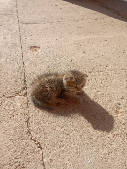 Вислоухий котëнок