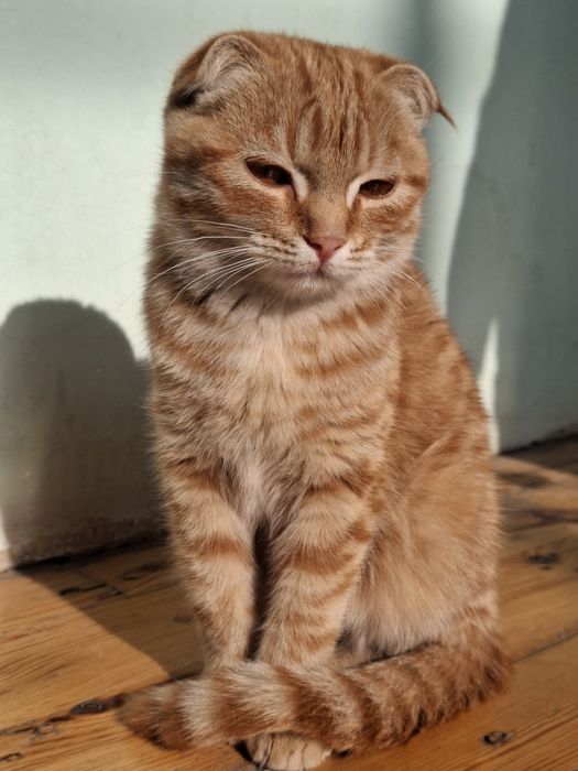 Skotish fold mushukchasi dokumenti bor emlatilgan!