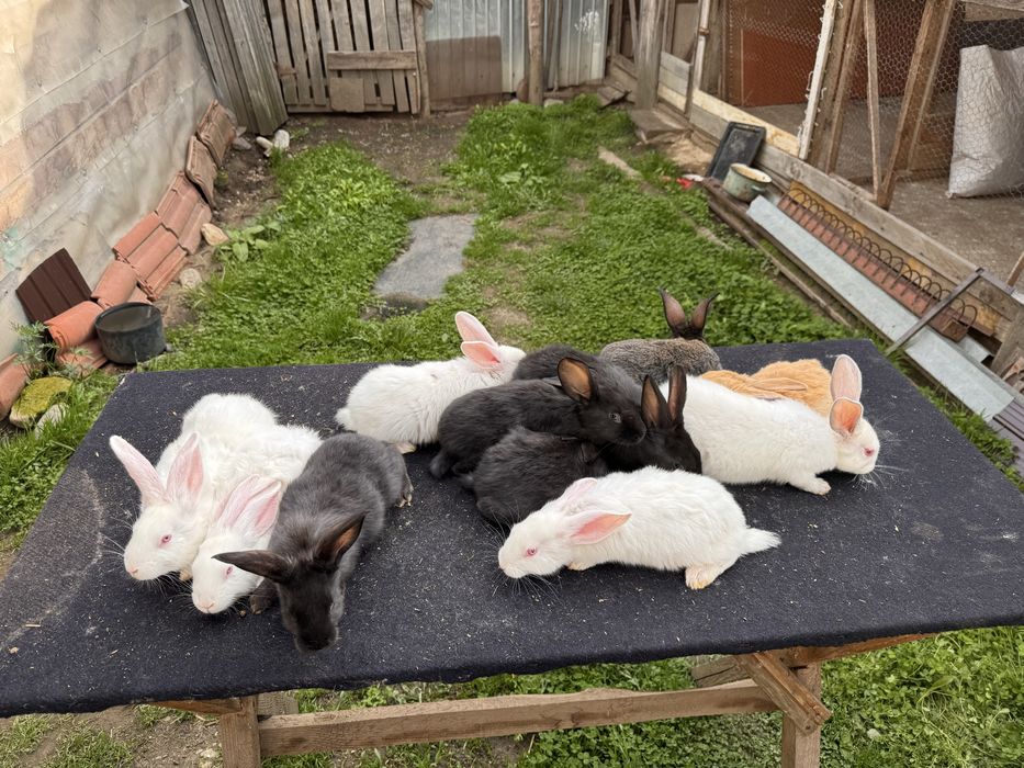 Iepuri hycole francez