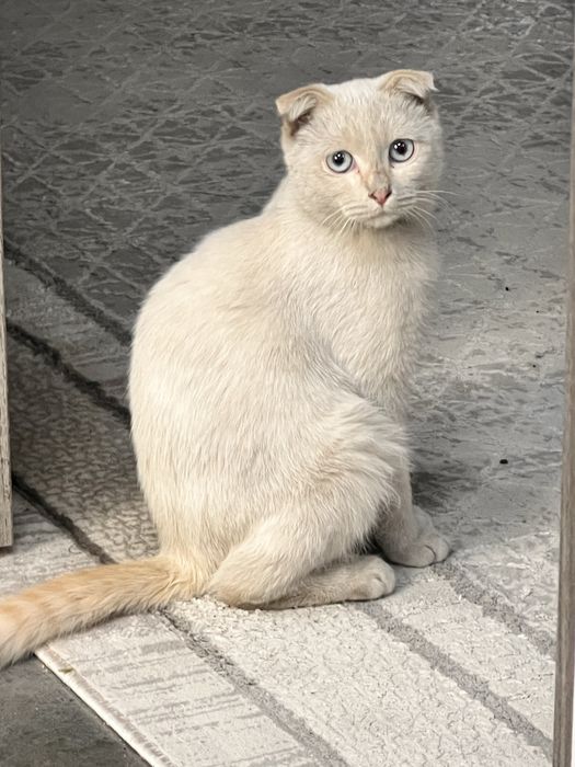 Отдам кошку красивую