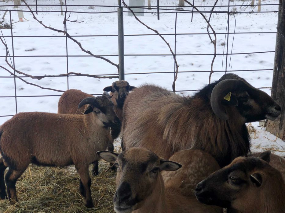 oi camerun aparat de tuns bio