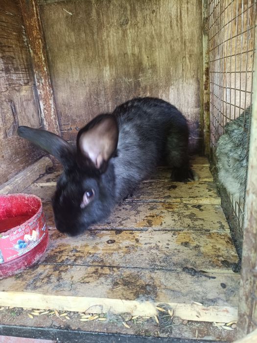 Продам самцов 8 месяцев