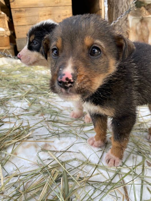 Продам здоровых щенков