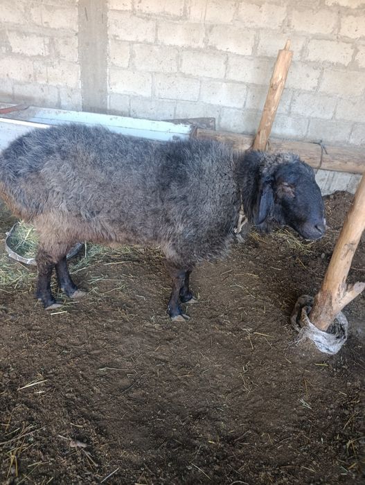 Туй ва маросимлар учун кучкорлар елтиб суйиб берамиз.