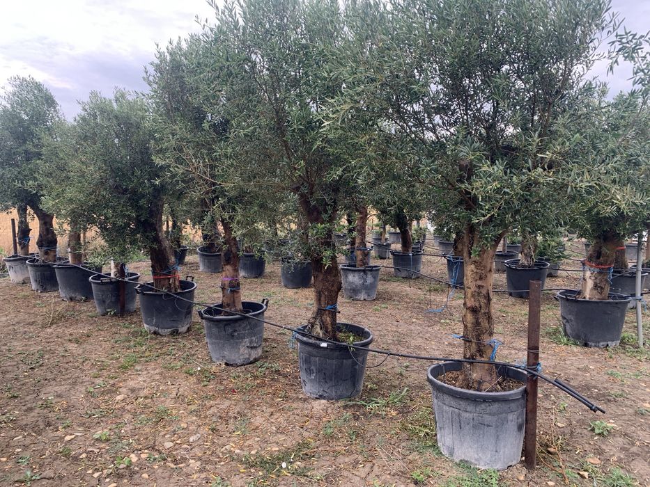 Maslin rezistent la -15