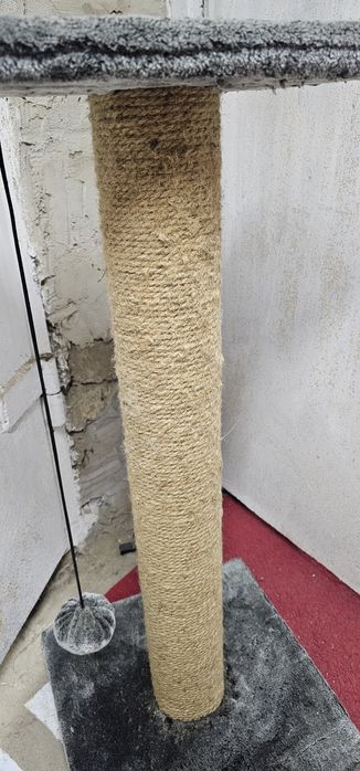 Когтеточка мощная .