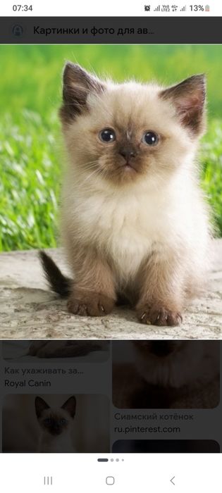 Отдам котёнка в хорошие руки
