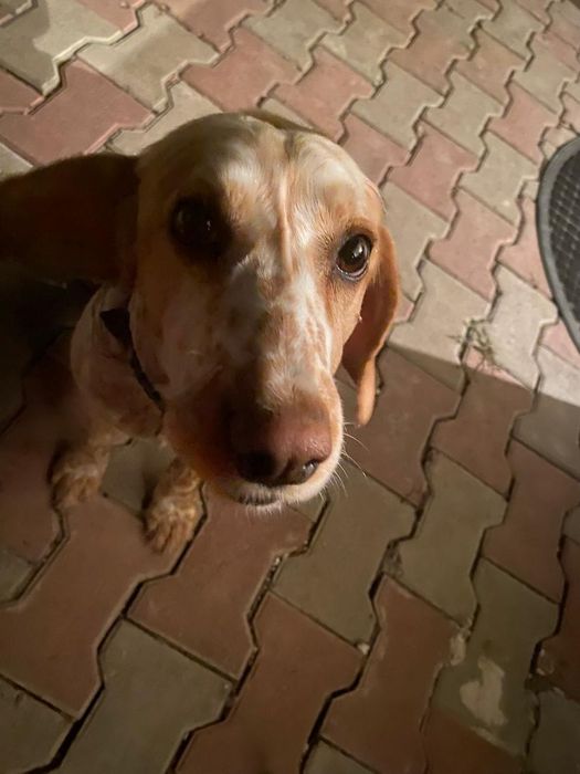 Русский охотничий спаниель