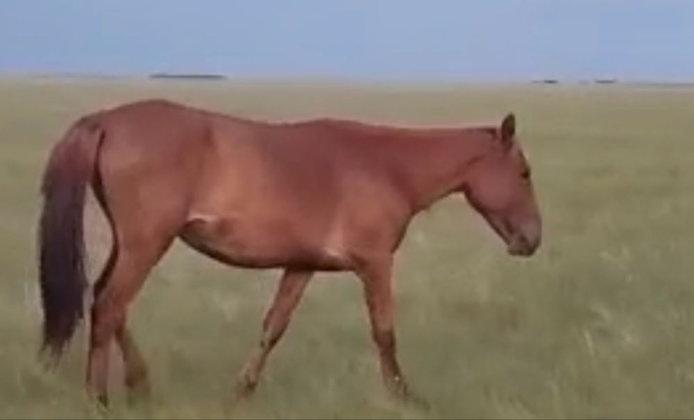 Продам лошадь, байтал
