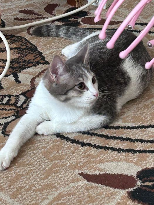 Отдам 2 кошек в добрые руки