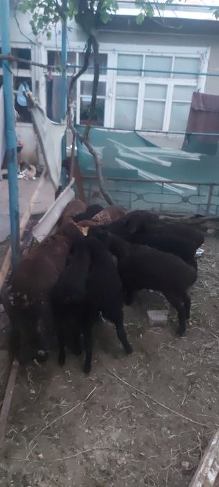 Кузи 8та кучкар 1та ургочи соглом доставка бор