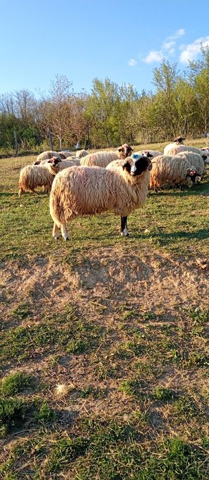 Vând un noatine breaz din oi foarte bune de lapte