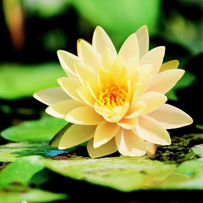 Nuferi  roz galbeni albi