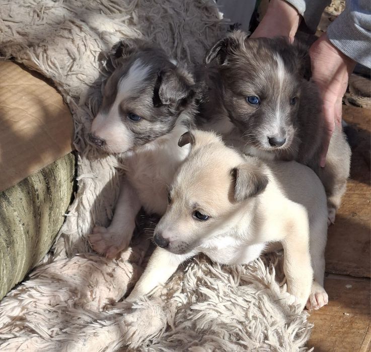 Щеночки два месяца