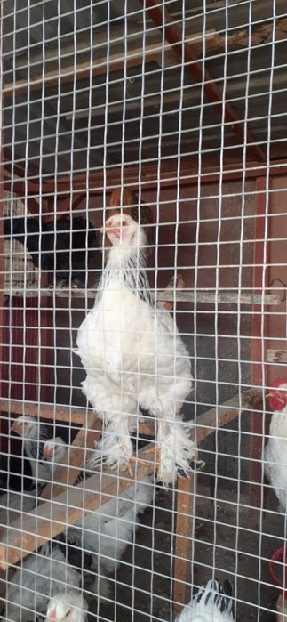 BRAMA zotli xo‘rozlar. птицы Брама порода