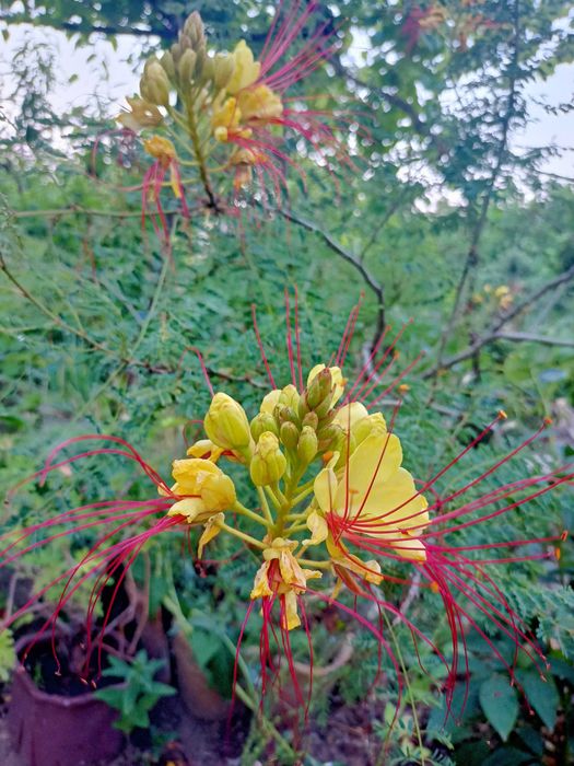 Цезалпиния, лимони, дафинов лист, стайни растения, за Варна
