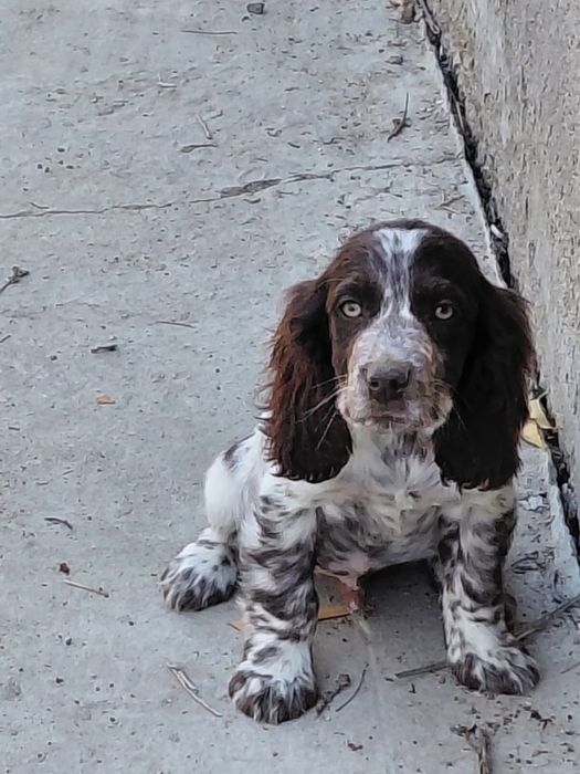 Собаки, щенята, спаниель