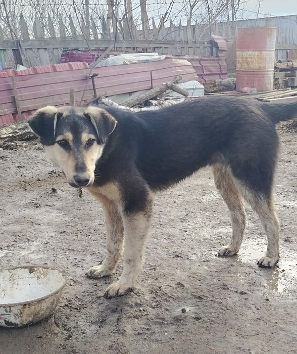 щенок 8 месяц безплатно