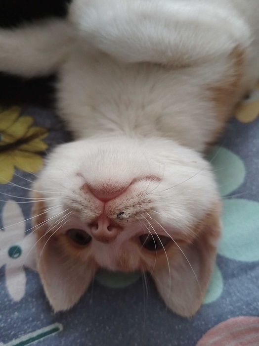 Отдам котёнка в хорошие, добрые руки