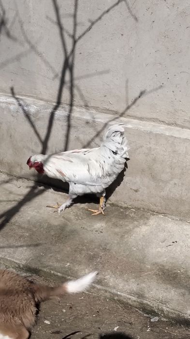 Хохлатая қораз сатылады