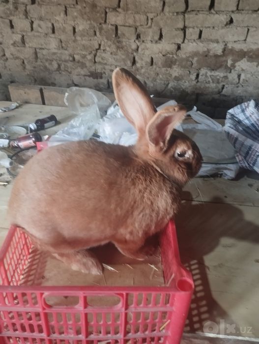 Quyonla sotiladi optim keliwtirib beriladi