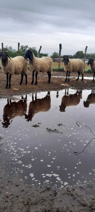 Berbeci carabasi originali