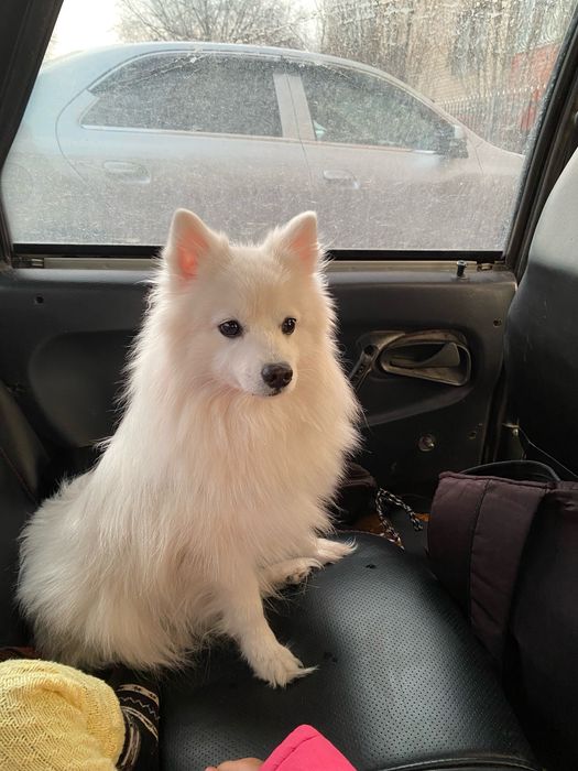 Японский шпиц девочка